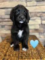 Nana , a female Saint Berdoodle for sale in Lexington, KY – Photo 6 of 9
