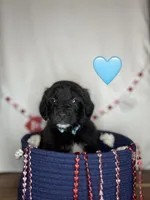 Nana , a female Saint Berdoodle for sale in Lexington, KY – Photo 4 of 9