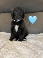 Nana , a female Saint Berdoodle for sale in Lexington, KY – Photo 3 of 9