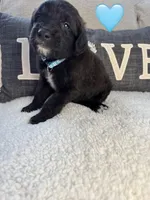 Nana , a female Saint Berdoodle for sale in Lexington, KY – Photo 7 of 9