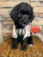 Minnie , a female Saint Berdoodle for sale in Lexington, KY – Photo 4 of 7