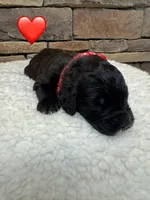 Minnie , a female Saint Berdoodle for sale in Lexington, KY – Photo 7 of 7