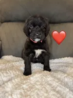 Minnie , a female Saint Berdoodle for sale in Lexington, KY – Photo 1 of 7