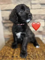 Minnie , a female Saint Berdoodle for sale in Lexington, KY – Photo 2 of 7