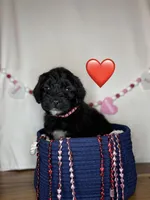 Minnie , a female Saint Berdoodle for sale in Lexington, KY – Photo 5 of 7