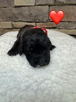 Minnie , a female Saint Berdoodle for sale in Lexington, KY – Photo 6 of 7