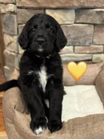 Corvette , a female Saint Berdoodle for sale in Lexington, KY – 2 of 10