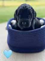 Galaxy , a female Saint Berdoodle for sale in Lexington, KY – 4 of 10