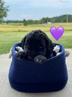 Nova , a female Saint Berdoodle for sale in Lexington, KY – 6 of 9