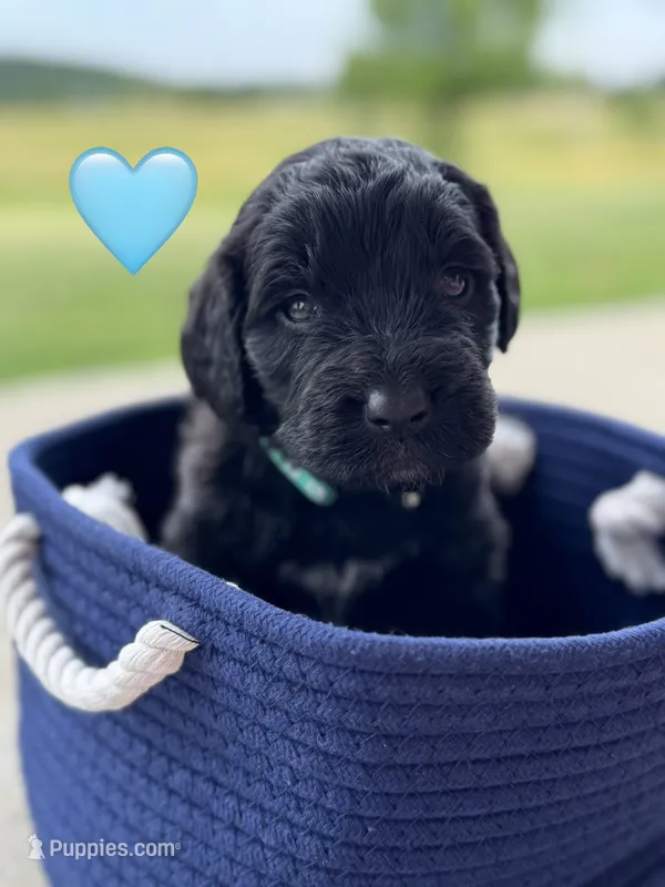 Galaxy , a female Saint Berdoodle for sale in Lexington, KY – 1 of 10