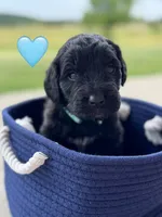 Galaxy , a female Saint Berdoodle for sale in Lexington, KY – 1 of 10