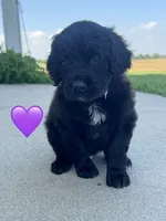 Nova , a female Saint Berdoodle for sale in Lexington, KY – 5 of 10