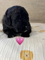 Barracuda , a female Saint Berdoodle for sale in Lexington, KY – 4 of 10