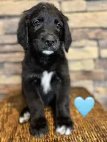 Nana, a female Saint Berdoodle for sale in Lexington, KY – Photo 3 of 5