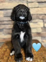 Nana, a female Saint Berdoodle for sale in Lexington, KY – Photo 2 of 5