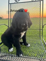 New Litter , a  Saint Berdoodle for sale in Lexington, KY – 2 of 6