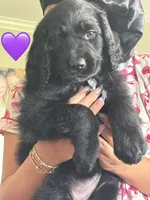 Nova, a female Saint Berdoodle for sale in Lexington, KY – 6 of 10