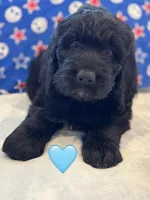 Galaxy , a female Saint Berdoodle for sale in Lexington, KY – 7 of 10