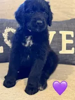 Nova, a female Saint Berdoodle for sale in Lexington, KY – 3 of 10