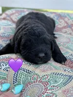 Nova , a female Saint Berdoodle for sale in Lexington, KY – 2 of 8