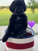 Nova, a female Saint Berdoodle for sale in Lexington, KY – 10 of 10