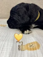 Corvette , a female Saint Berdoodle for sale in Lexington, KY – 5 of 10