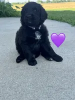 Nova , a female Saint Berdoodle for sale in Lexington, KY – 4 of 6