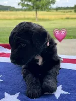 Barracuda , a female Saint Berdoodle for sale in Lexington, KY – 8 of 10