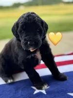 Corvette , a female Saint Berdoodle for sale in Lexington, KY – 5 of 7