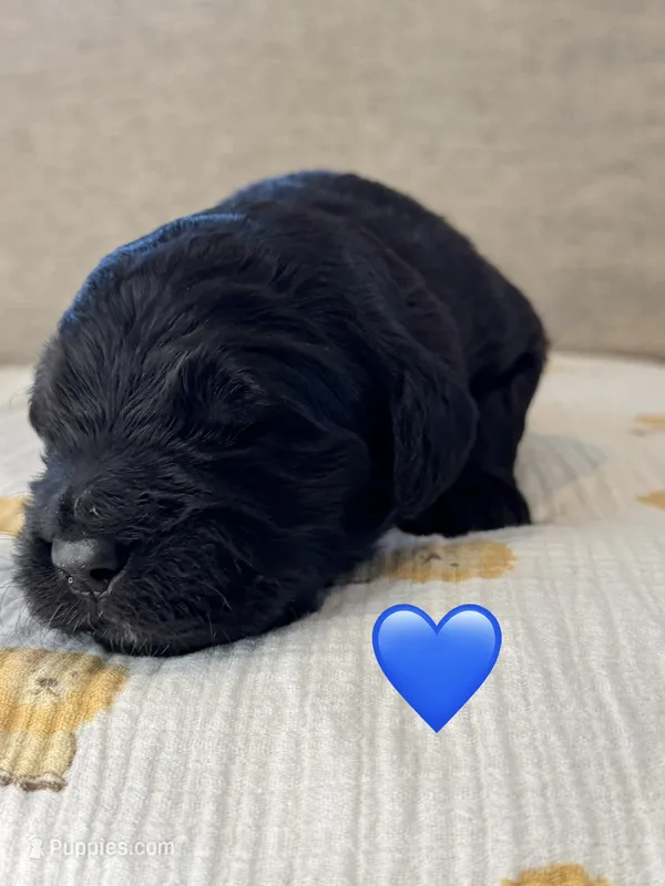 Scout – Saint Berdoodle puppy for sale in Lexington, KY