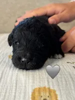 Cobra, a male Saint Berdoodle for sale in Lexington, KY – 4 of 7