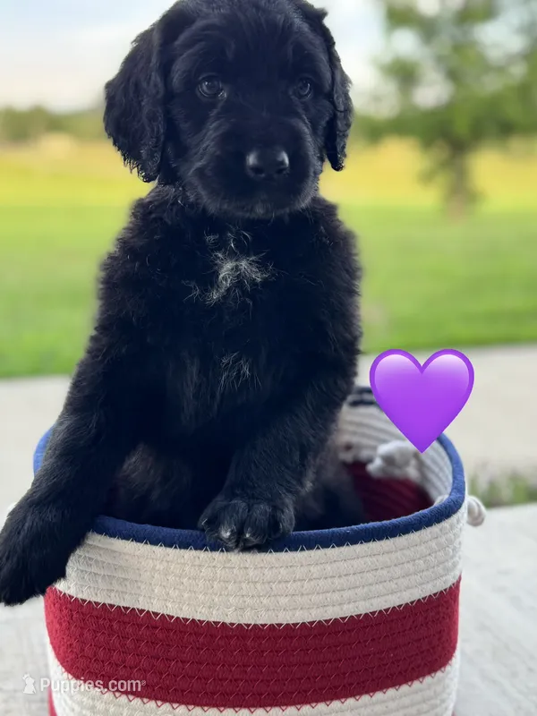 Nova – Saint Berdoodle puppy for sale in Lexington, KY