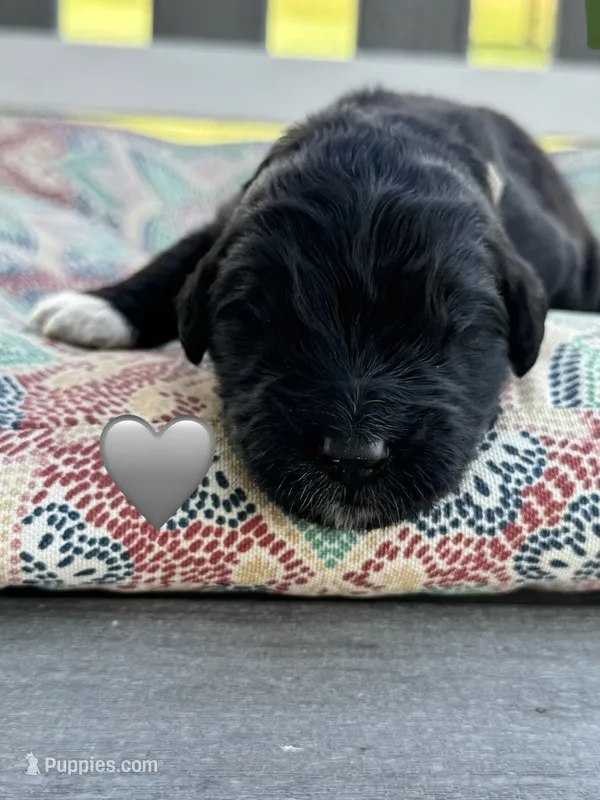 Cobra  – Saint Berdoodle puppy for sale in Lexington, KY