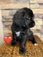 Minnie, a female Saint Berdoodle for sale in Lexington, KY – Photo 2 of 3