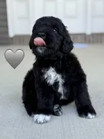 Cobra, a male Saint Berdoodle for sale in Lexington, KY – 3 of 10