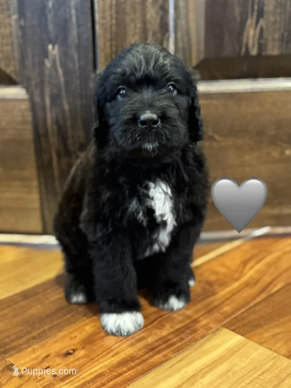 Cobra – Saint Berdoodle puppy for sale in Lexington, KY