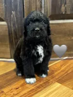 Cobra, a male Saint Berdoodle for sale in Lexington, KY – 1 of 10