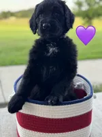 Nova, a female Saint Berdoodle for sale in Lexington, KY – 3 of 10