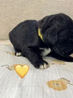 Corvette , a female Saint Berdoodle for sale in Lexington, KY – 6 of 10