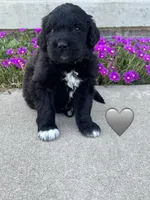 Cobra, a male Saint Berdoodle for sale in Lexington, KY – 7 of 9