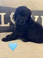 Galaxy, a female Saint Berdoodle for sale in Lexington, KY – 3 of 7