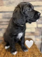 Nala, a female Saint Berdoodle for sale in Lexington, KY – Photo 6 of 8