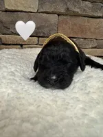 Nala, a female Saint Berdoodle for sale in Lexington, KY – Photo 8 of 8