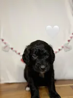 Nala, a female Saint Berdoodle for sale in Lexington, KY – Photo 2 of 8