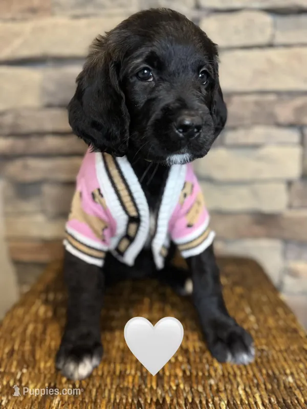 Nala, a female Saint Berdoodle for sale in Lexington, KY – Photo 1 of 8