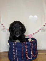 Nala, a female Saint Berdoodle for sale in Lexington, KY – Photo 7 of 8