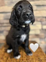 Nala, a female Saint Berdoodle for sale in Lexington, KY – Photo 3 of 8