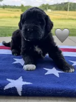 Cobra, a male Saint Berdoodle for sale in Lexington, KY – 8 of 10
