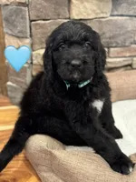 Galaxy, a female Saint Berdoodle for sale in Lexington, KY – 2 of 7