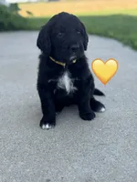 Corvette , a female Saint Berdoodle for sale in Lexington, KY – 3 of 5